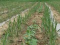 2015年西瓜套种玉米介绍