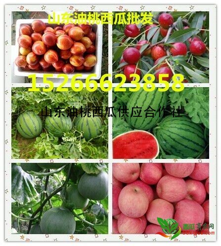 京欣西瓜图三