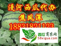 京欣西瓜图一