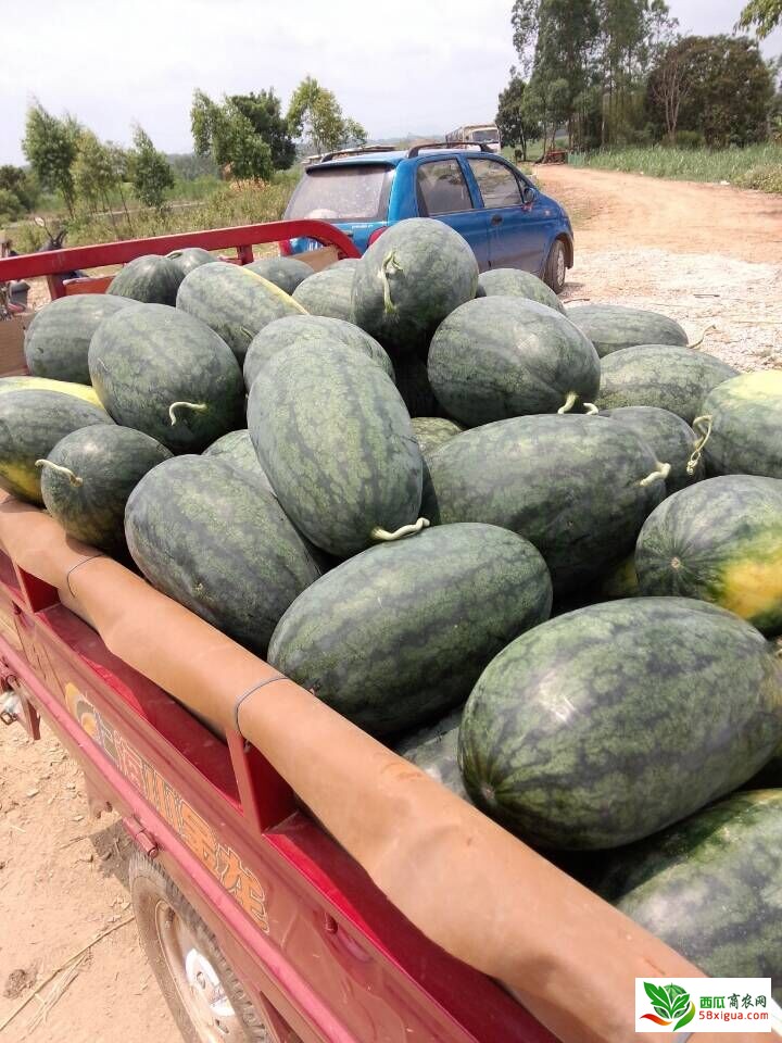 黑美人西瓜西瓜图一