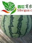 8424西瓜西瓜图一