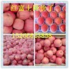 山东临沂冷库红富士苹果销售基地
