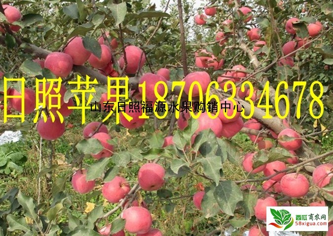 苹果代办西瓜图一