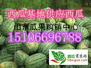 京欣西瓜图三