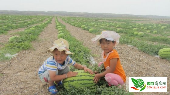 西瓜代办西瓜图二