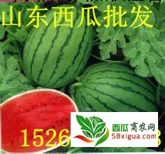 京欣西瓜图二
