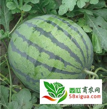 京欣西瓜图一