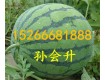 山东大棚西瓜批发，西瓜基地