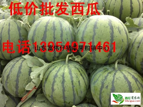京欣西瓜图三