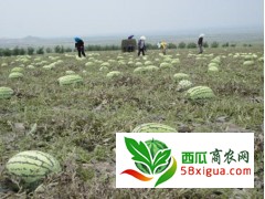 2022年宁夏中卫西瓜代办硒砂瓜种植产地价格行情