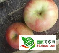 苹果代办西瓜图二