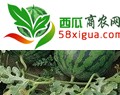 麒麟西瓜西瓜图二