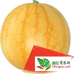 麒麟西瓜西瓜图三