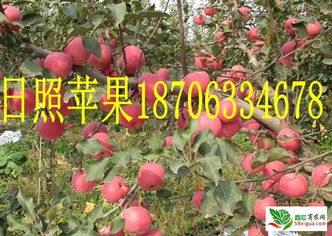 苹果经销商西瓜图一