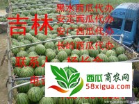地雷瓜西瓜图一