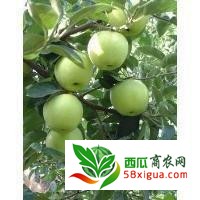 苹果代办西瓜图一