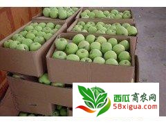 苹果代办西瓜图二