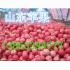 山东早熟苹果藤木/辽伏今日价格