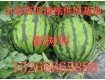 山东大棚西瓜毛桃市场批发价格职业代办农产品