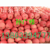 山东苹果基地供应早熟苹果