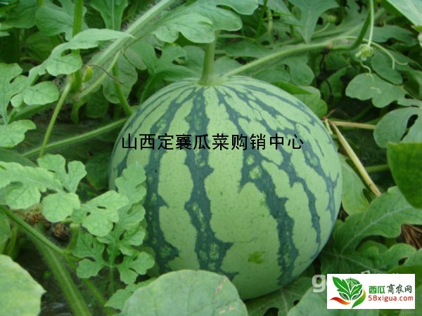 安农二号西瓜图三