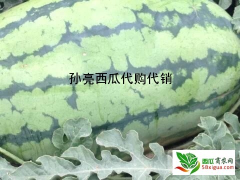 地雷瓜西瓜图二