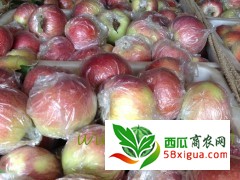 苹果代办西瓜图一