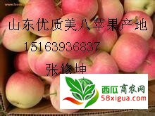 苹果代办西瓜图一