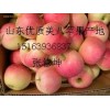 【15163936837】出售山东优质嘎啦/美八苹果价格