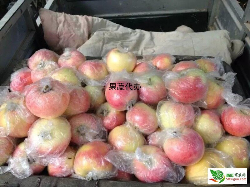 苹果代办西瓜图一