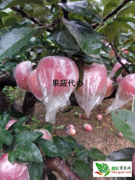 苹果代办西瓜图一