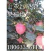 山东红星苹果批发基地代办供应