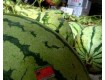 内蒙赤峰市巴林右旗出售大量西瓜