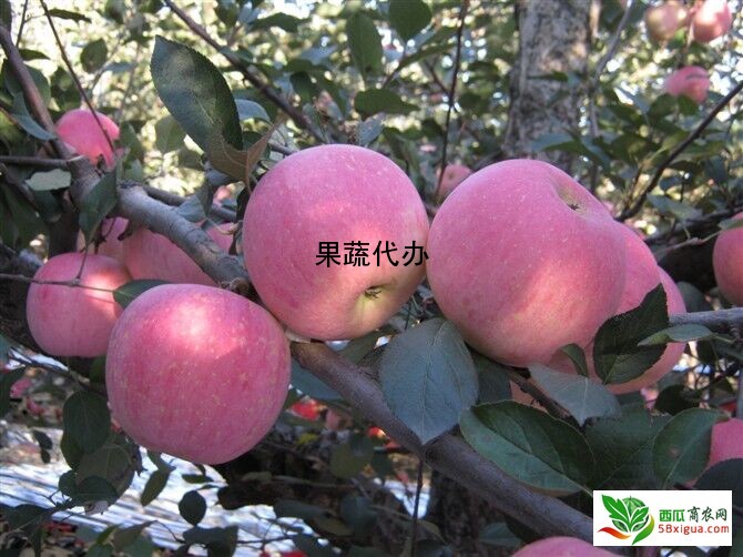 苹果代办西瓜图二