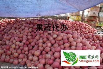 苹果代办西瓜图一