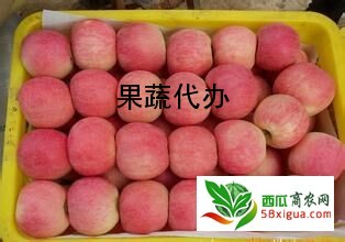 苹果代办西瓜图一