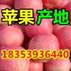 18353936440   红富士