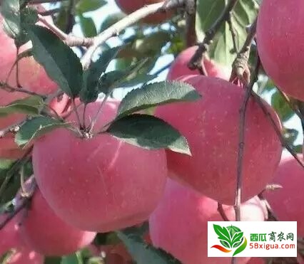 苹果代办西瓜图一