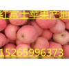 大量供应山东红富士苹果批发销售.产地直销