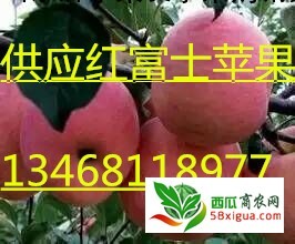 苹果经销商西瓜图一