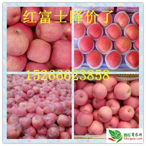 苹果经销商西瓜图一