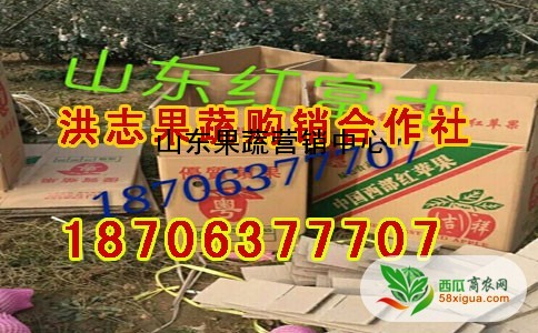 苹果代办西瓜图三