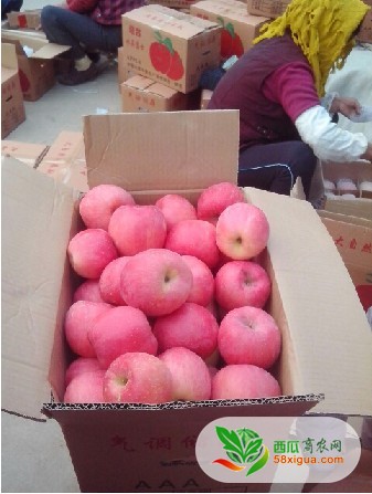 苹果代办西瓜图三