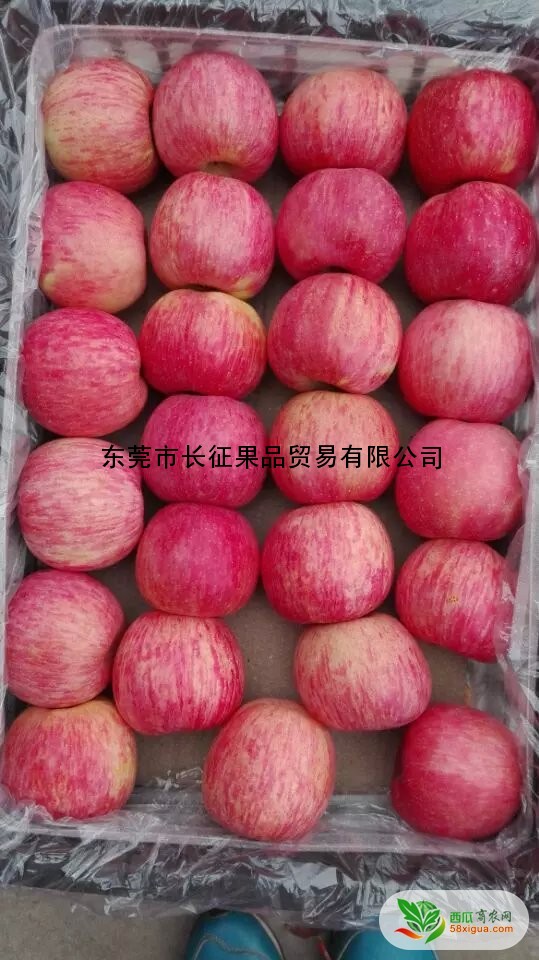 苹果经销商西瓜图一