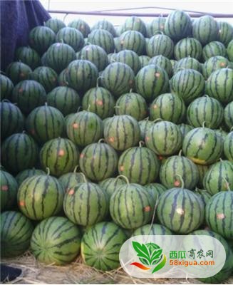 京欣西瓜图三