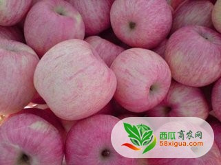 苹果代办西瓜图一