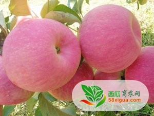 苹果代办西瓜图三