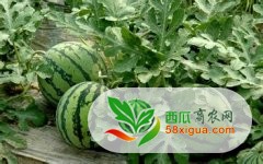 8424西瓜西瓜图一
