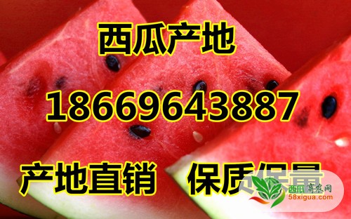 京欣西瓜图一