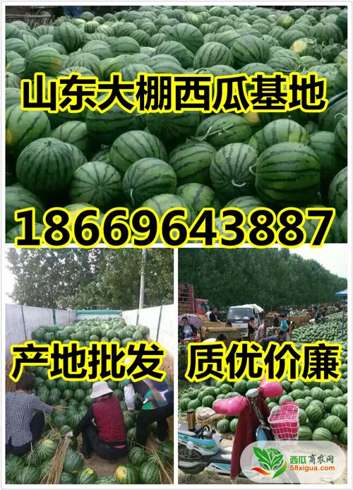京欣西瓜图二